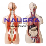 Human Anatomy Chart